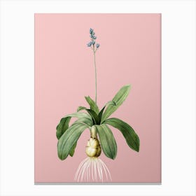 Vintage Scilla Lilio Hyacinthus Botanical on Soft Pink n.0970 Canvas Print