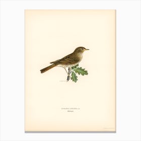 Thrush Nightingale (Luscinia Luscinia), The Von Wright Brothers Canvas Print