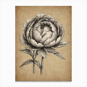 Peony 1 Canvas Print