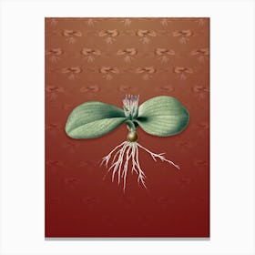 Vintage Massonia Pustulata Botanical on Falu Red Pattern n.1240 Canvas Print