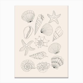 Neutral Seashells Canvas Print