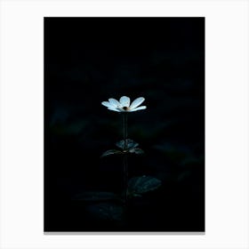 Single Flower In The Dark 31 Canvas Print