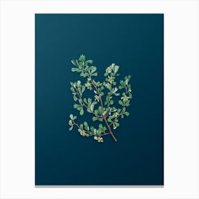 Vintage Three Toothed Purshia Flower Botanical Art on Teal Blue Canvas Print