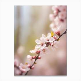 Blossoming Cherry Blossoms Canvas Print