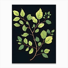 Elm Tree Branch Canvas Print