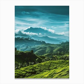 Tea Fields In Sri Lanka Canvas Print