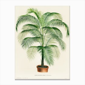 Palm Tree Canvas Print