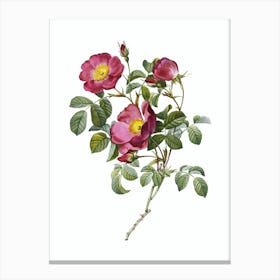 Vintage Rose of Love Bloom Botanical Illustration on Pure White n.0404 Canvas Print