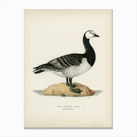 Barnacle Goose, The Von Wright Brothers Canvas Print