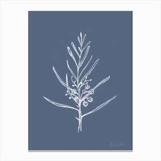 Blackwood Sapling Canvas Print