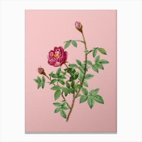 Vintage Moss Rose Botanical on Soft Pink Canvas Print