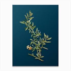 Vintage Goji Berry Branch Botanical Art on Teal Blue Canvas Print