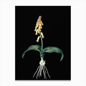 Vintage Watsonia Botanical Illustration on Solid Black n.0335 Canvas Print