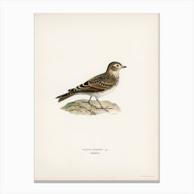 Eurasian Skylark (Alauda Arvensis), The Von Wright Brothers Canvas Print