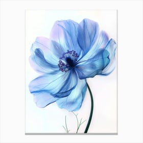 Translucent Blue Poppy  Botanical  Art Print Canvas Print