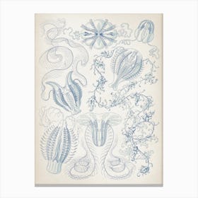 Vintage Haeckel 6 Tafel 27 Kammquallen Canvas Print
