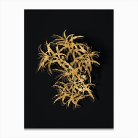 Vintage Common Sea Buckthorn Botanical in Gold on Black n.0089 Canvas Print
