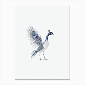 Peacock B&W Pencil Drawing 1 Bird Canvas Print