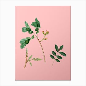 Vintage Pistachio Botanical on Soft Pink n.0960 Canvas Print