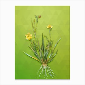 Vintage Yellow Eyed Grass Botanical Art on Love Bird Green n.0753 Canvas Print