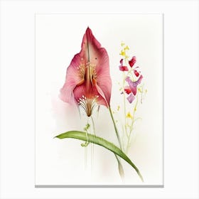 Arrowhead Wildflower Watercolour 1 Canvas Print