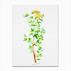 Yellow Potentilla or Cinquefoils watercolor artwork Canvas Print