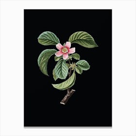 Vintage Chinese Quince Botanical Illustration on Solid Black n.0340 Canvas Print