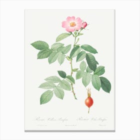 The Apple Rose, Pierre Joseph Redoute 1 Canvas Print