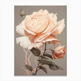 Floral Illustration Rose 3 Canvas Print