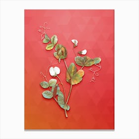 Vintage White Pea Flower Botanical Art on Fiery Red n.0526 Canvas Print