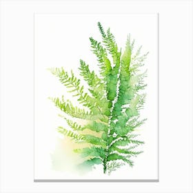 Asparagus Fern Watercolour Canvas Print