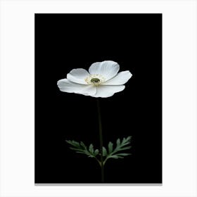 White Anemone Flower 1 Canvas Print