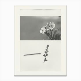 Forget Me Not Flower Photo Collage 1 Canvas Print
