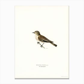 Spotted Flycatcher, The Von Wright Brothers Canvas Print