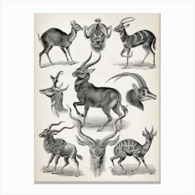 Vintage Haeckel 20 Tafel 100 Antilopen Canvas Print