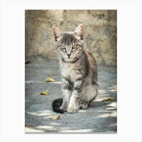 Little Greek Kitten 3 of 3 // Cat - Animal  Photography Canvas Print
