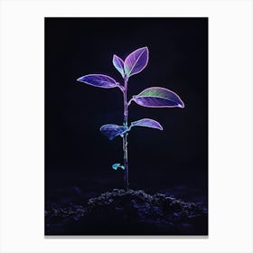 Plant Growing In The Dark 19 Canvas Print