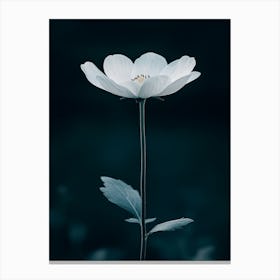 White Anemone Flower 8 Canvas Print