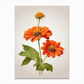 Zinnias Canvas Print