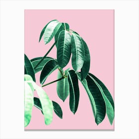Green Leaves On Pink Background Canvas Print