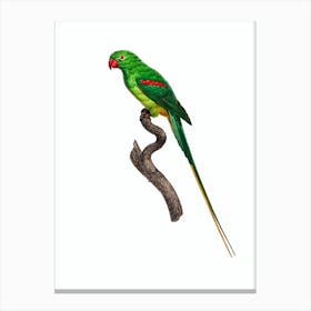 Vintage Alexandrine Parrot Bird Illustration on Pure White n.0021 Canvas Print