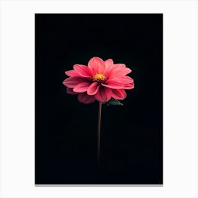 Dahlia Flower 8 Canvas Print