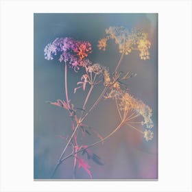 Iridescent Flower Queen Annes Lace 2 Canvas Print
