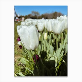 White Tulips Canvas Print