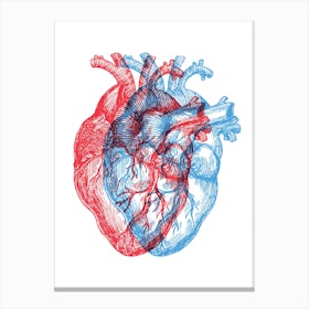 Human Heart Illustration Canvas Print