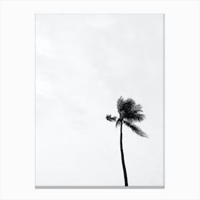 Black And White Photo Of A Palm Tree Canvas Print