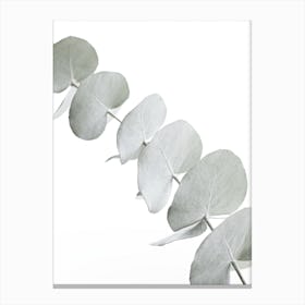 Eucalyptus White III in Canvas Print