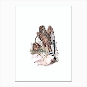 Vintage Square Tailed Kite Bird Illustration on Pure White Canvas Print