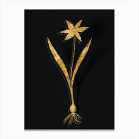 Vintage Tulipa Celsiana Botanical in Gold on Black Canvas Print