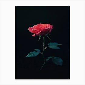 Rose On A Black Background 12 Canvas Print